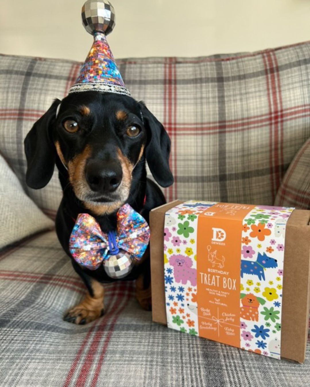 Dewkes Birthday Treat Box – Gourmet Natural Treats for Special Dogs