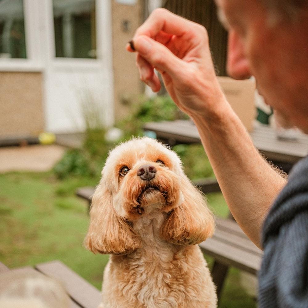 Dog sitting on a wooden bench with a person holding a Dewkes dog training treat
