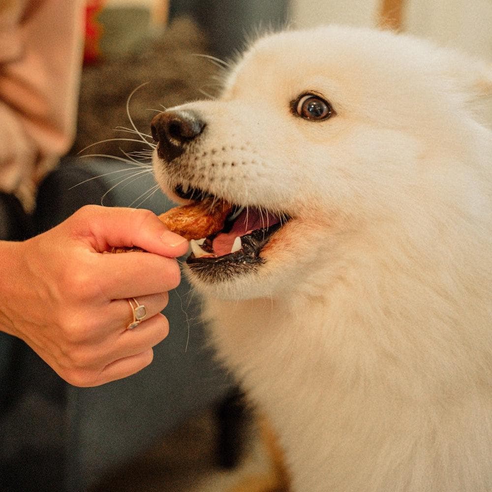 Person feeding a white dog a Dewkes dog treat indoors