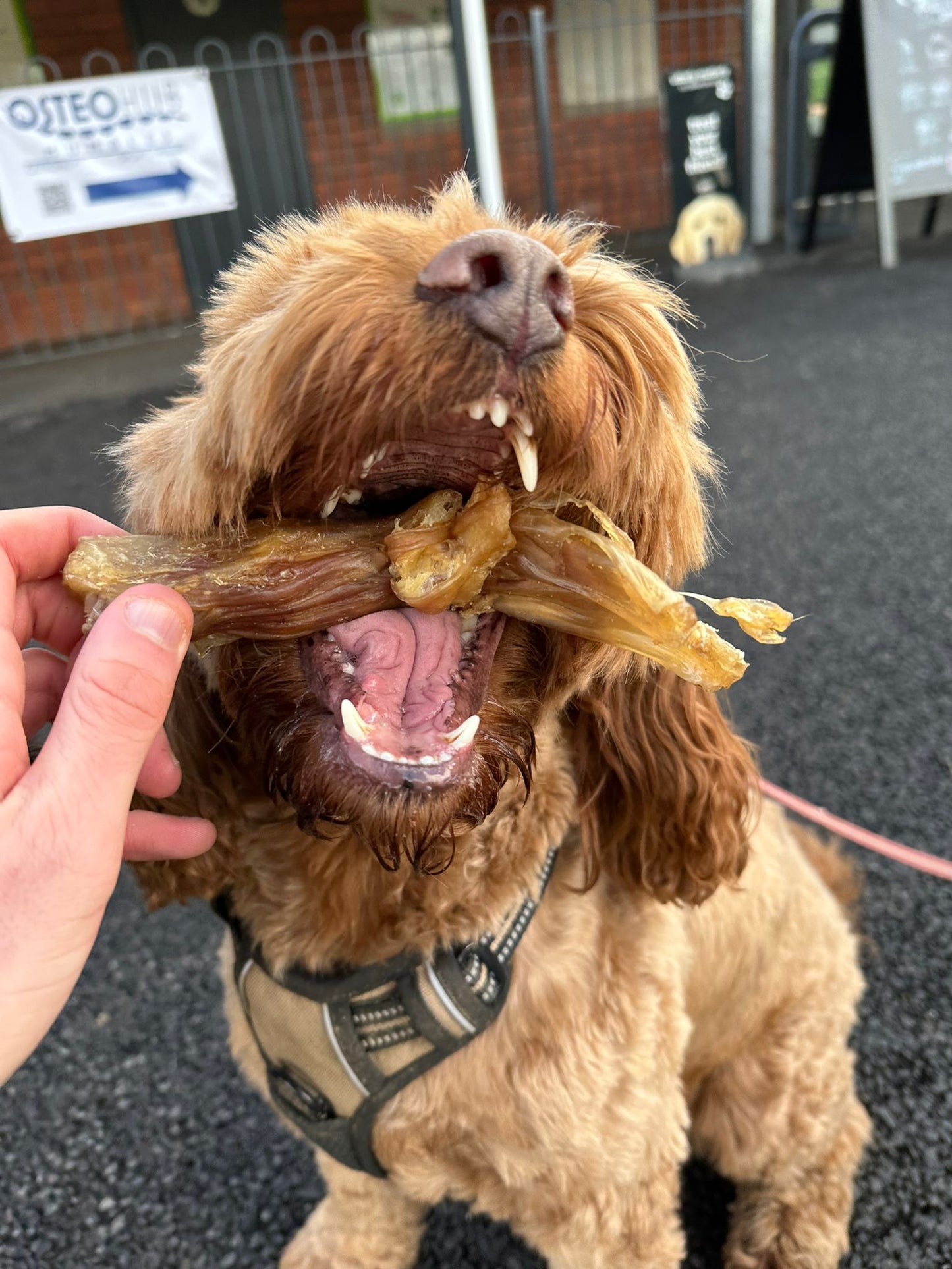 Dewkes Beefy Sticks – Natural Dog Chews for Healthy Teeth and Gums