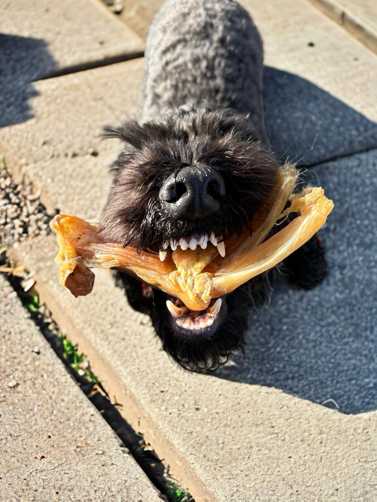 Dewkes Beefy Sticks – Natural Dog Chews for Healthy Teeth and Gums